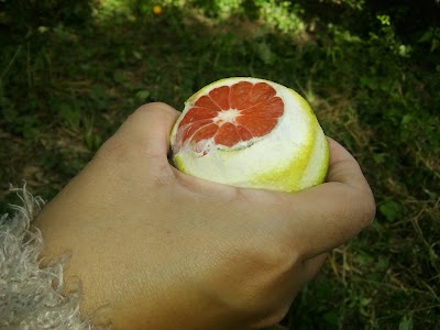 Photos of Finca Don Genaro