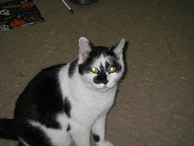 Photos of Nora Veterinary Hospital