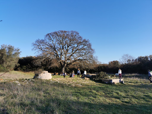 Bosco di Monteferraro