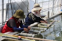 グリーンキャビア協同組合 海ぶどう 宮古島