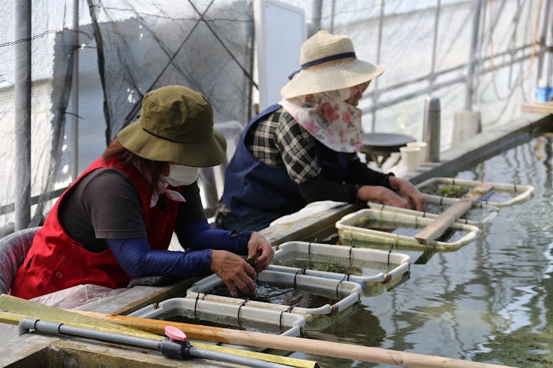 グリーンキャビア協同組合 海ぶどう 宮古島