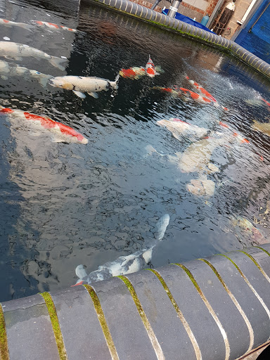 Absolute Koi Ltd Gallery - United Kingdom