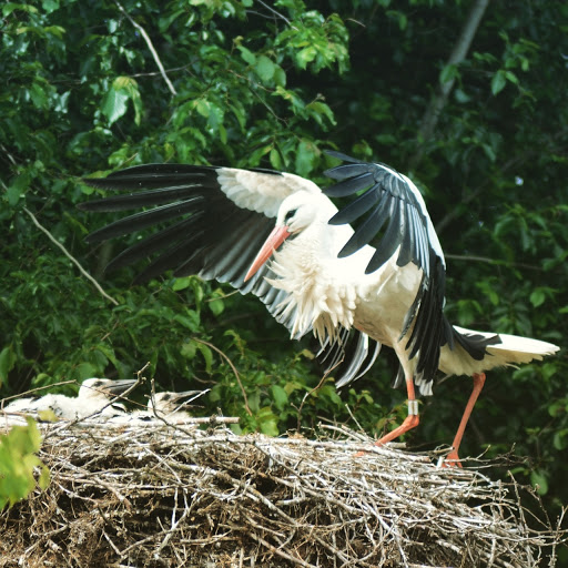 Stichting Streekcentrum Ooievaarsdorp Liesvelt - Thumbnail