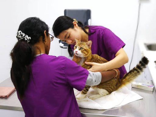 Pawsitive Pet Animal Clinic