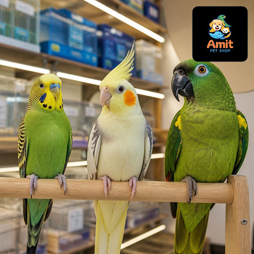 Thinking of bringing home your first pet bird but confused between a budgie, cockatiel or parrot?… post image