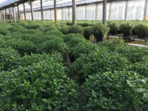 Bethlehem Greenhouse & Nursery - Thumbnail
