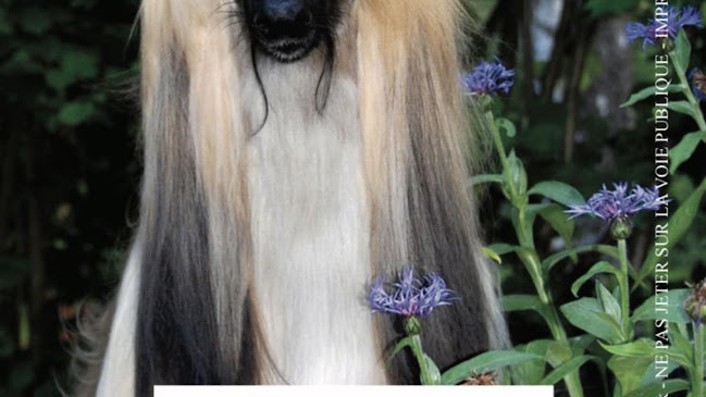 Comentarii opinii despre Elegance Canine