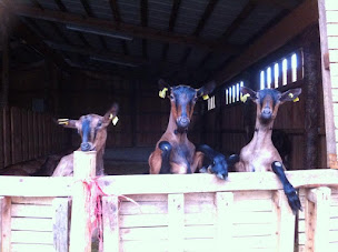 Photo n°12 de Chèvrerie du Lac de Roudet à Sarlat-la-Canéda (Agriculteur)
