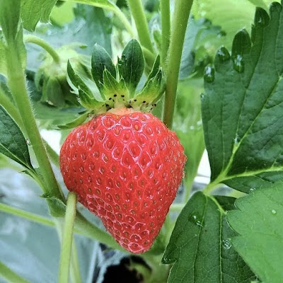 ナッツ ベリーフィールド