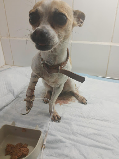 Hospital Centro Médico Veterinario MVZ Eduardo Moctezuma y MVZ Roxana Moran