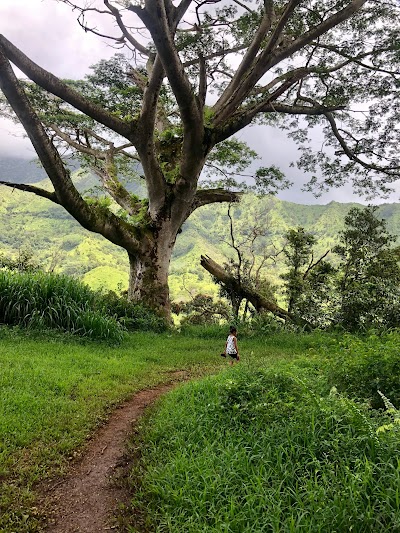 Kealia Forest Reserve