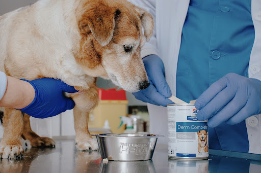 Clínica Veterinaria Kennel