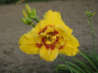 New Every Morning Daylily Gardens