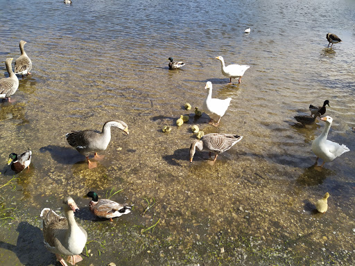 La flaque aux oies - Thumbnail