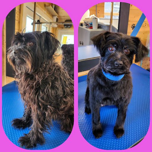 Dogmaster Groomers - Dog Grooming - Thumbnail