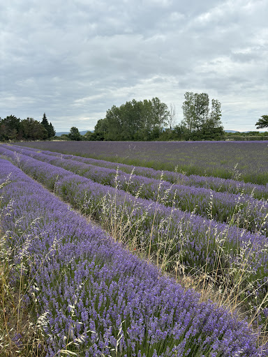 Provans - Day Tours from Avignon - Thumbnail
