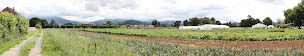 Photo n°13 de Gaec Ferme Loustau à Oloron-Sainte-Marie (Maraîcher)
