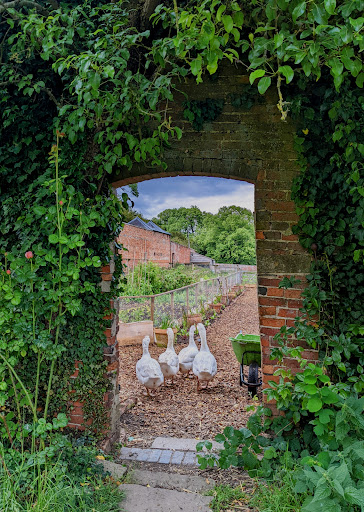 White Goose Flower Farm - Thumbnail