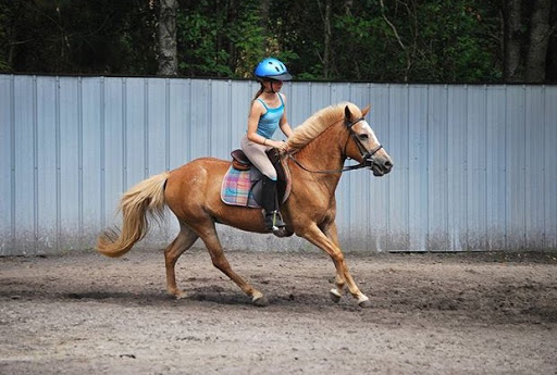 Y Knot Equestrian - Thumbnail