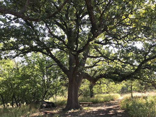 Bur Oak - Visual