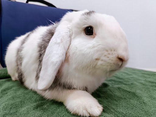 Centro Veterinario WECAN Que Fauna!