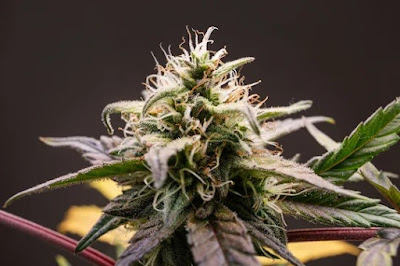 Photo of Farm House DC: Dispensary Weed Delivery