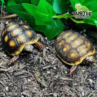 Turtle Store - Thumbnail