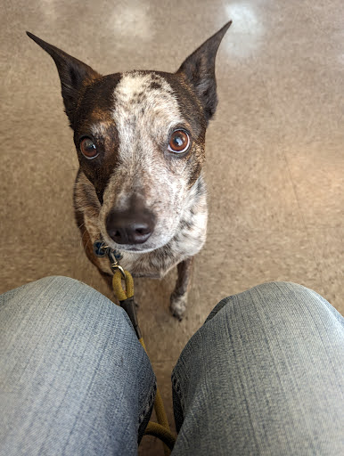 San Bruno Pet Hospital - Thumbnail