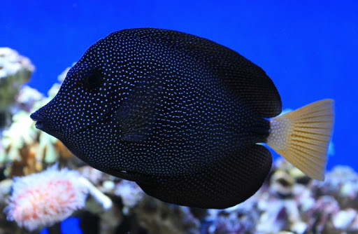 Complete Aquariums - Visual