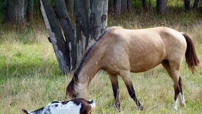 Downs On The Farm