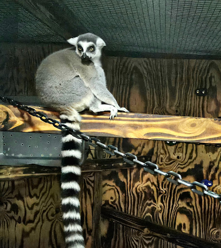 Panhandle Exotics - Visual