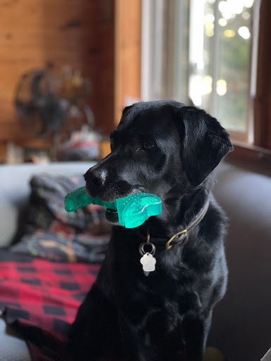 Tuxedo Animal Hospital Gallery - Canada