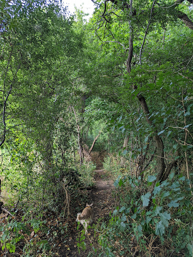 Dells Wood - Visual