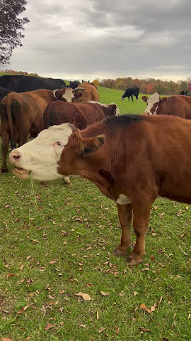 Freedom Farms by null