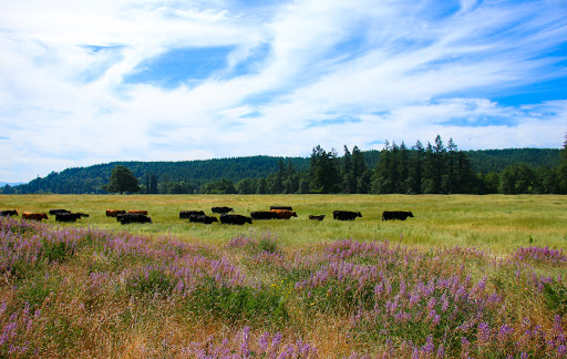 Colvin Ranch - Visual