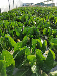 Photo n°2 de Les jardins de la houssiette à La Houssaye-en-Brie (Maraîcher)