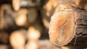 Photo n°7 de Forestière Pierre Nicolas | Bois de chauffage & Granulés | Ramonage | Landes à Bénesse-Maremne (Exploitation forestière)