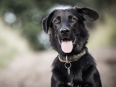 Photos of The Butcher's Dog