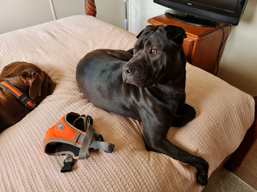Brave Companion Dog Rescue Inc - Thumbnail