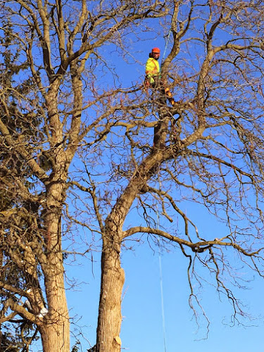 Capella Tree Service photo 1