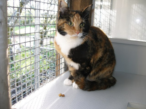 Moor Park Boarding Cattery - Thumbnail