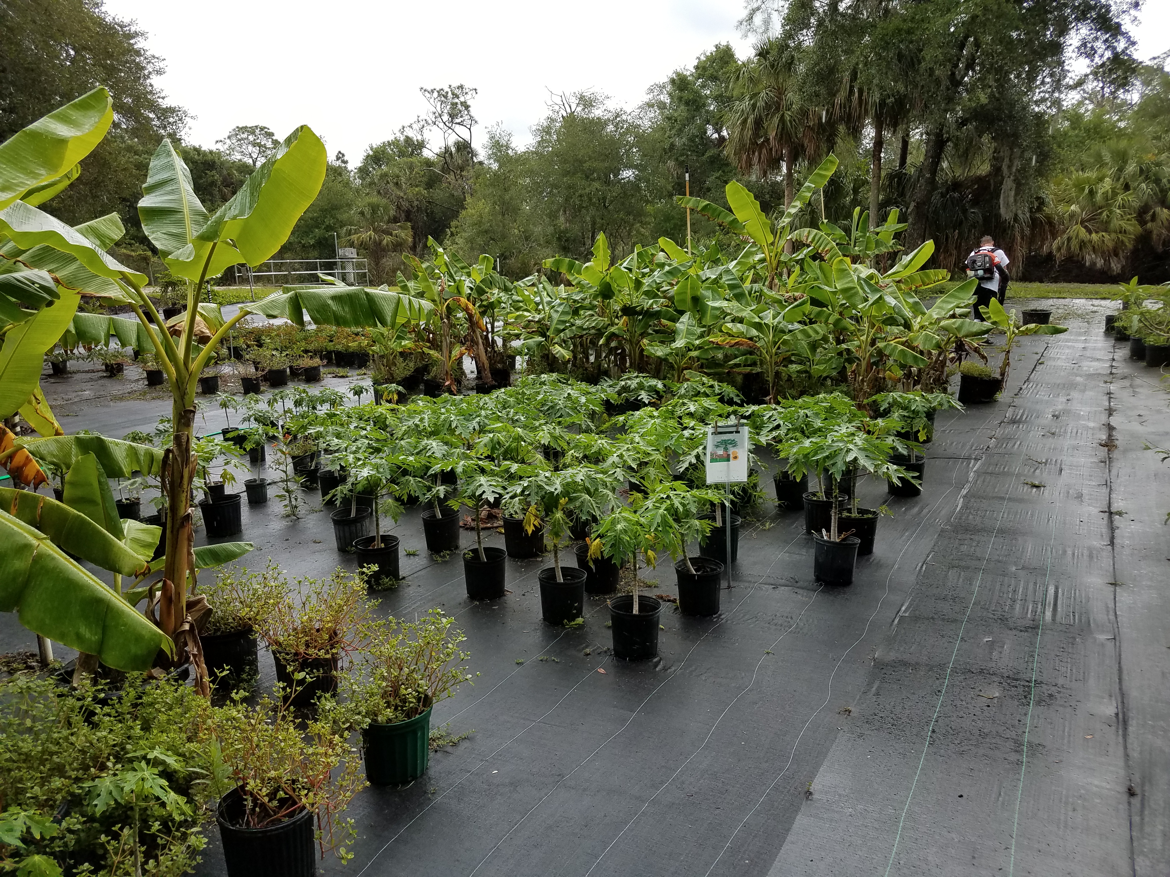Deep South Nurseries