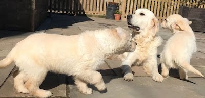 Purebred Golden Retriever Puppies