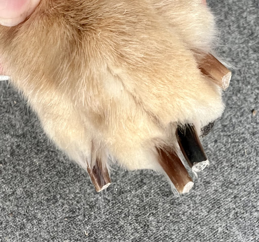 Love An Fluff - Thumbnail
