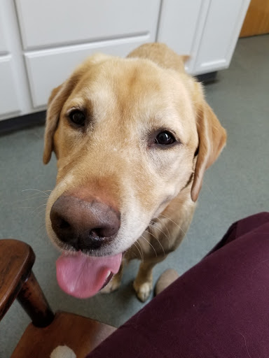 Nonantum Veterinary Clinic Inc