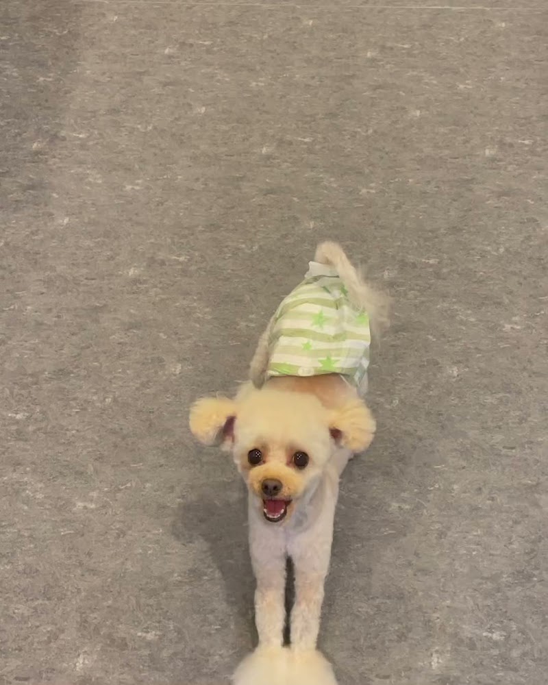 ドッグサロン Udog