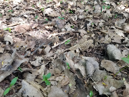 Mud Lake Access Site - Thumbnail