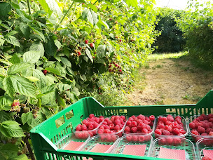 Photo n°14 de Mont-Gros Fruits Rouges - Emeric Duclaux à Le Pertuis (Ferme)