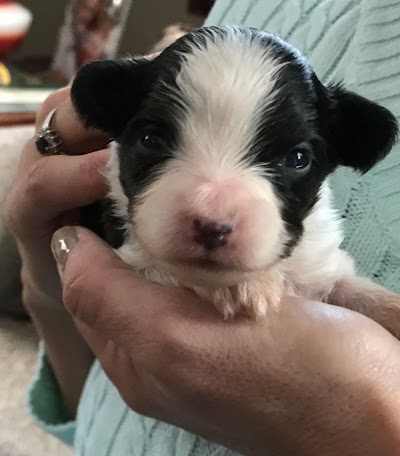 A Circle of Love Family Farm and Papillon