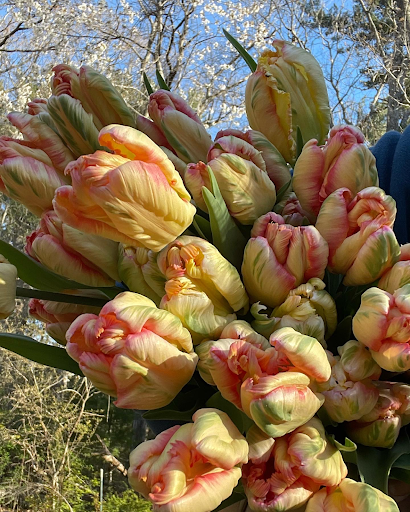 Blush In Bloom - Thumbnail